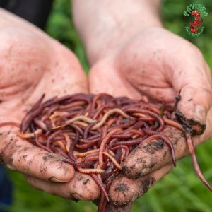 vermiculture