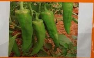 Hybrid Chilli Seeds