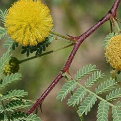 acacia arabica