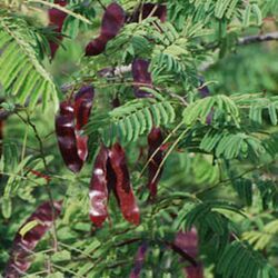 Acacia Catechu