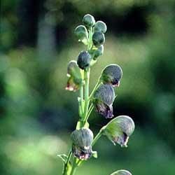 Aconitum Heterophyllum