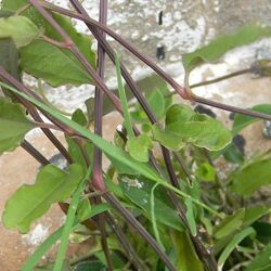 Aristolochia Indica