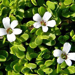 Bacopa Monnieri