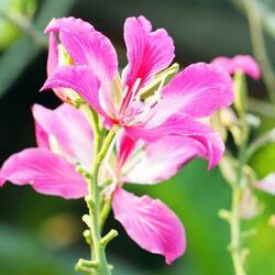 Bauhinia Purpurea