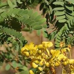 Cassia Auriculata