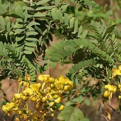 cassia obovata