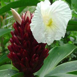 costus speciosus