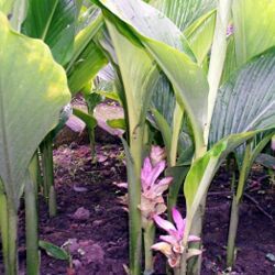 Curcuma Aromatica