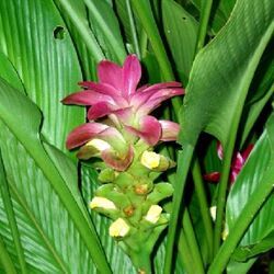 Curcuma Longa