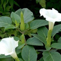 Datura Metel