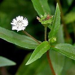 Eclipta Alba