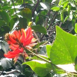 erythrina indica