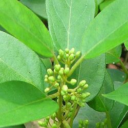 Gymnema Sylvestre