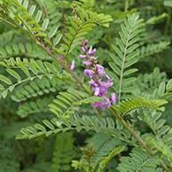 Indigofera Tinctoria