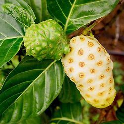 Morinda Citrifolia