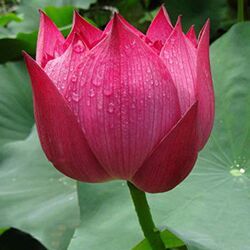 Nelumbo Nucifera