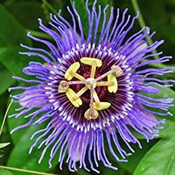 Passiflora Incarnata