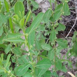 Phyllanthus Maderaspatensis