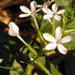 Plumbago Zeylanica