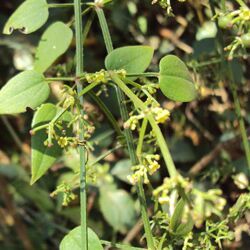 Rubia Cordifolia