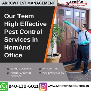 bed bug pest control