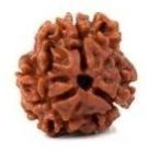 3 Mukhi Rudraksha