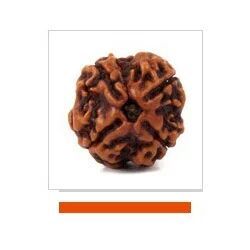 4 Mukhi Rudraksha