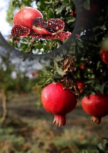 pomegranate fruit