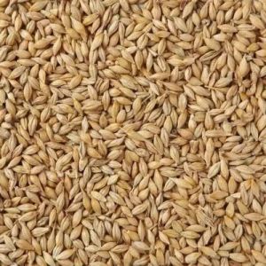 Organic Barley Seeds