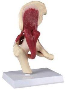 Life Size Hip Joint