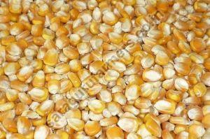 Maize Seeds