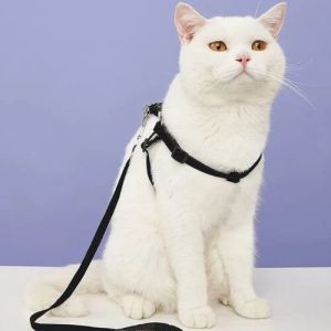 pet harness