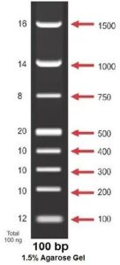 dna ladder