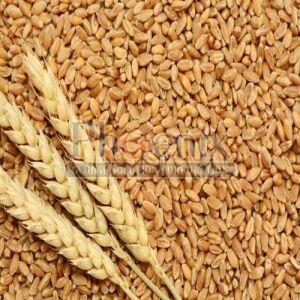 Wheat Seeds