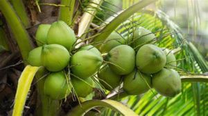 drinking coconut