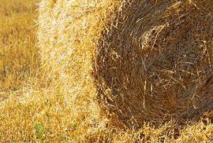 Sorghum Hay