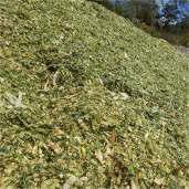 Corn Silage