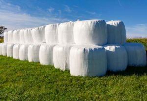 Corn Silage