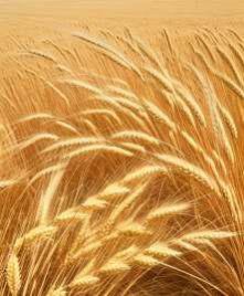 Wheat Straw