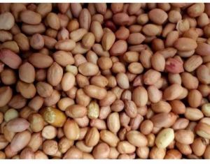 80/90 Java Groundnut Kernel