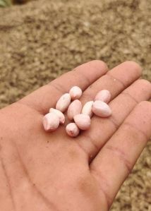 Groundnut