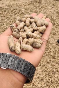 Groundnut