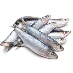 Fresh Sardine Fish