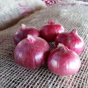 Fresh Nashik Onion