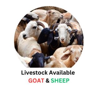 goat livestock