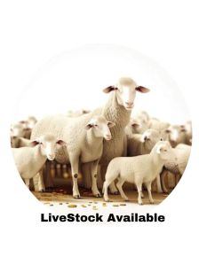 lamb sheep livestock for EXPORT, Qurbani, Meat Processing plant