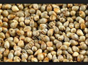 Bajra Seeds