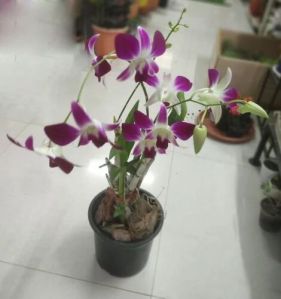 Dendrobium Orchid Plant