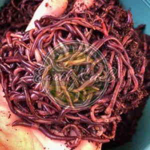 Vermicompost Fertilizer