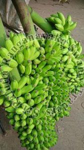 Fresh Green Karpuravalli Banana